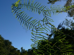 Gleichenia polypodioides