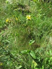 Doronicum macrophyllum