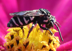 Triepeolus helianthi