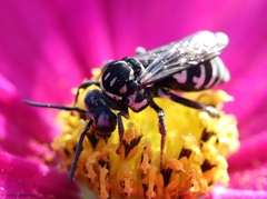 Triepeolus helianthi