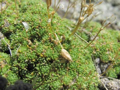 Draba rigida