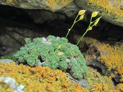Draba rigida