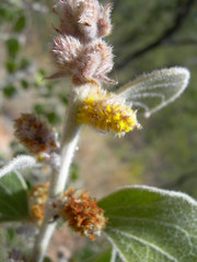 Acacia humifusa