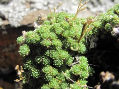 Draba rigida