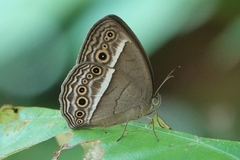 Mycalesis visala