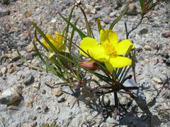 Hibbertia longifolia