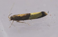 Labdia deliciosella