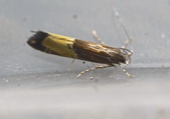Labdia deliciosella