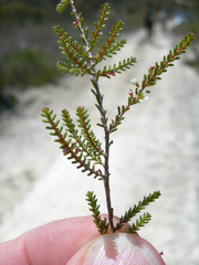 Micromyrtus delicata