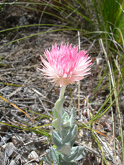 Coronidium newcastlianum