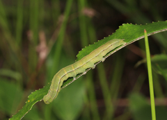 Scoliopteryx libatrix