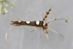 Stathmopoda triselena