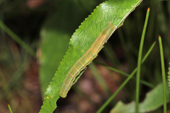 Scoliopteryx libatrix