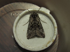 Syngrapha celsa