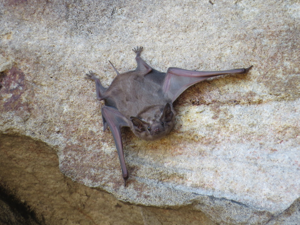 Coastal Tomb Bat