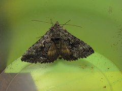 Syngrapha celsa