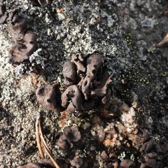 Umbilicaria polyrrhiza