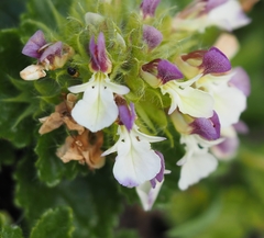 Teucrium pyrenaicum pyrenaicum