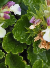 Teucrium pyrenaicum pyrenaicum