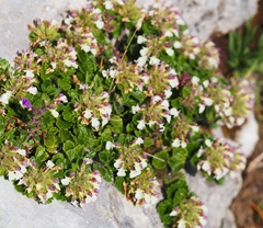 Teucrium pyrenaicum pyrenaicum
