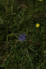 Jasione laevis