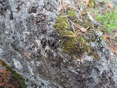 Umbilicaria polyrrhiza