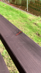 Sympetrum sanguineum