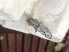 Eupithecia phoeniceata