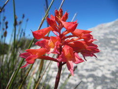 Disa ferruginea
