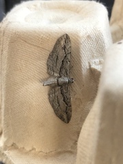 Eupithecia phoeniceata