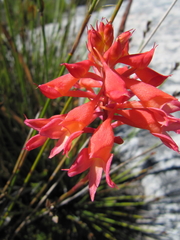 Disa ferruginea