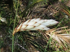 Johnsonia lupulina