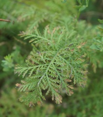 Achillea inundata