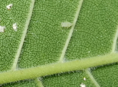 Eucallipterus tiliae