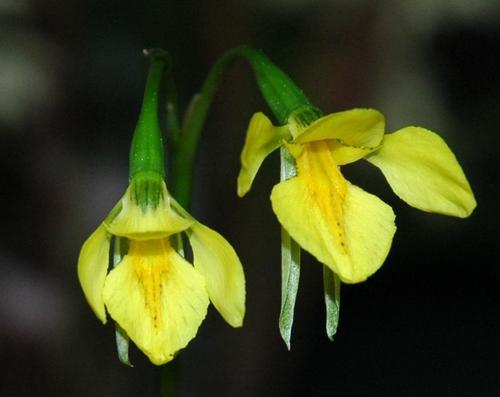 large golden moths (Diuris lanceolata)