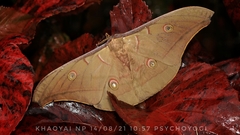 Antheraea roylei