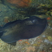 Round Fantail Stingray - Photo (c) Stefan, some rights reserved (CC BY-NC)