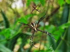 Argiope anasuja