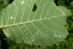 Eucallipterus tiliae