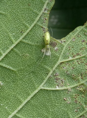 Tetragnatha squamata