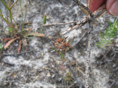 Microcodon glomeratus
