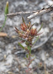 Microcodon glomeratus
