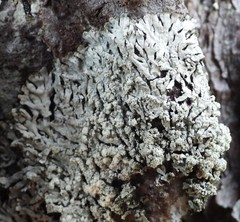 Parmeliopsis hyperopta