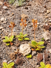 Veronica grandiflora