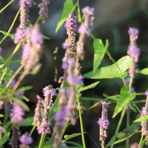 Pogostemon stellatus iNat (3)