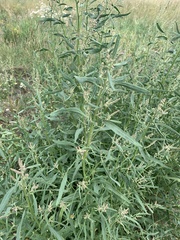 Atriplex patens