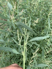 Atriplex patens