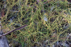 Cassytha glabella dispar