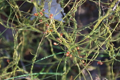 Cassytha glabella dispar