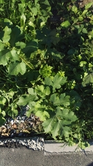 Heracleum sosnowskyi